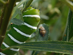 Rothschildia jacobaeae