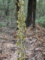 Gastrodia molloyi