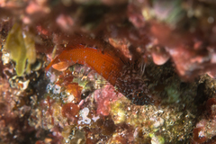 Tripterygion melanurus