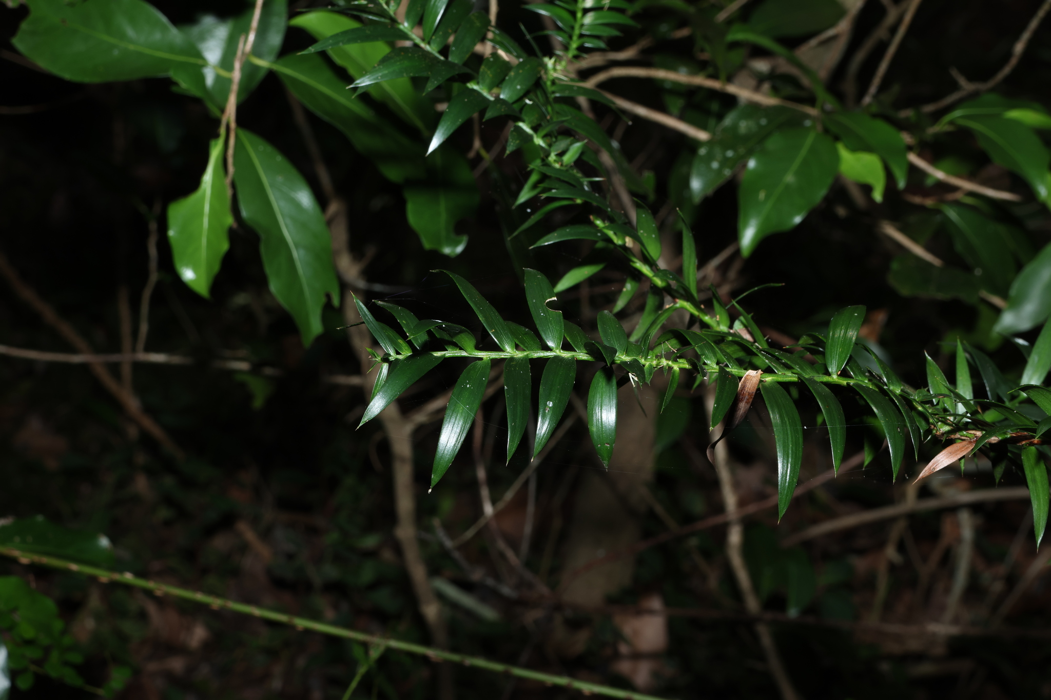 Bunya (Araucaria bidwillii)