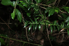 Bunya (Araucaria bidwillii)
