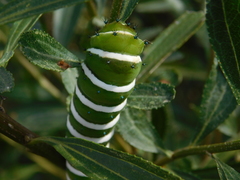 Rothschildia jacobaeae