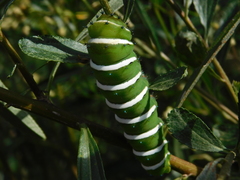 Rothschildia jacobaeae