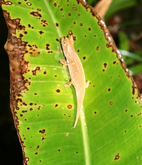Brookesia superciliaris