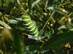 Rothschildia jacobaeae