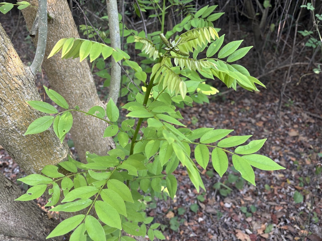 Fence Post Tree from Puerto Chiapas, Tapachula, Chis., MX on February ...
