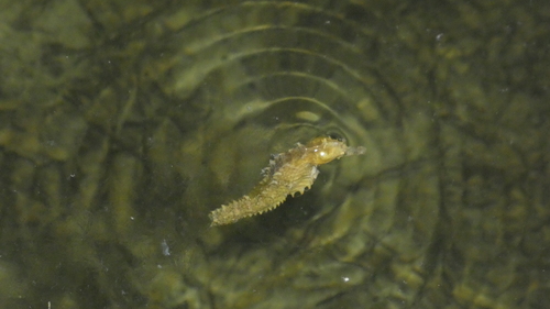 Hippocampus erectus