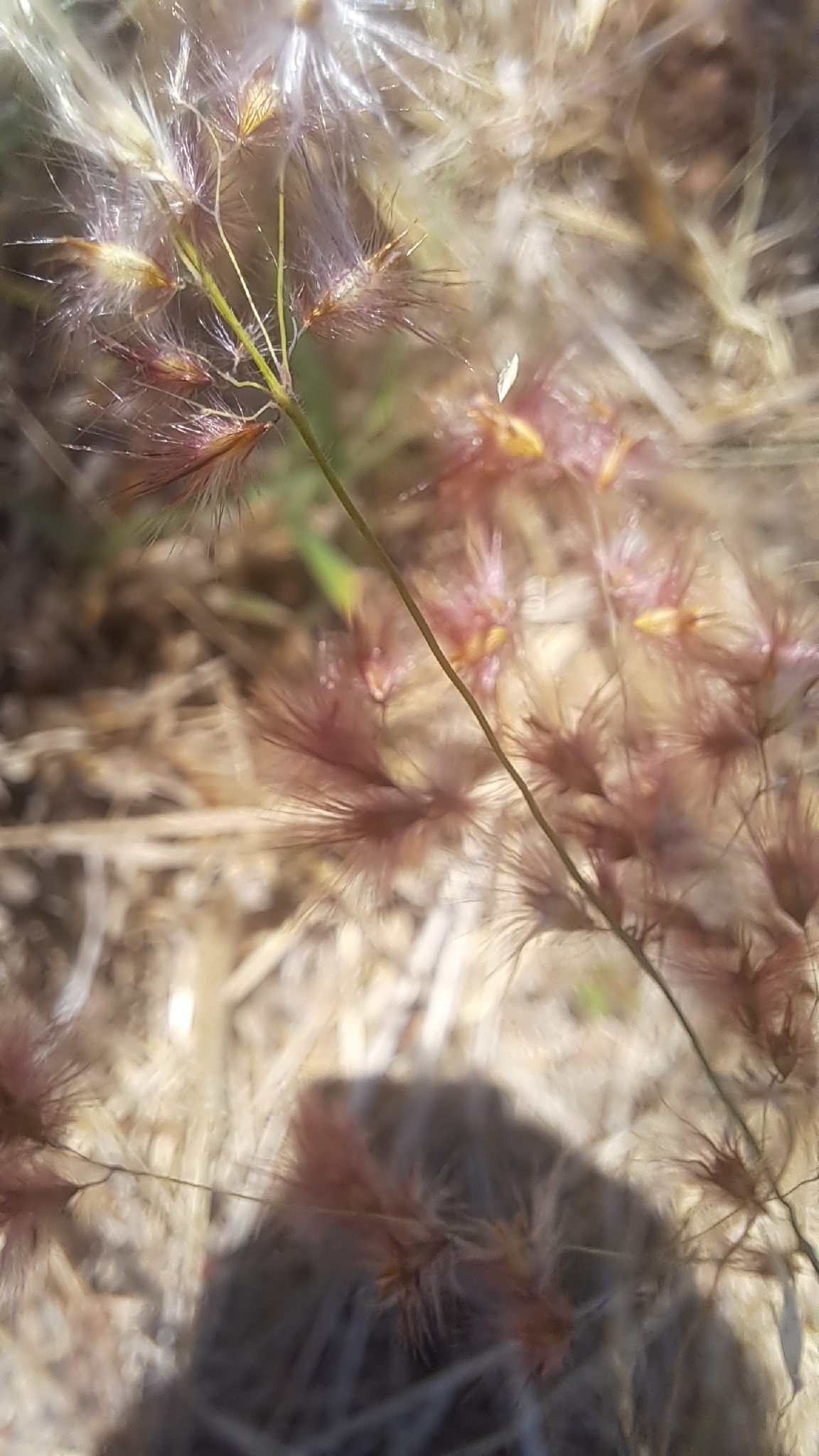Melinis repens — ảnh 2