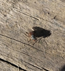 Lispocephala brachialis