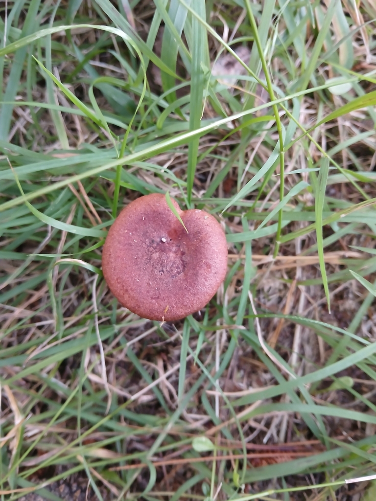 Lactarius rufus · February 2026 · photo: © bigfarma2017 (iNaturalist, cc-by)