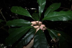 Elaeocarpus eumundi, photograph (c) Greg Tasney, some rights reserved (CC BY-SA)