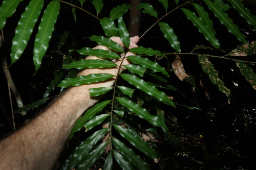 Mischarytera lautereriana, photograph 4