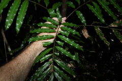 Mischarytera lautereriana, photograph (c) Greg Tasney, some rights reserved (CC BY-SA)