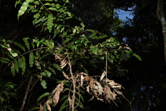 Mischarytera lautereriana, photograph (c) Greg Tasney, some rights reserved (CC BY-SA)