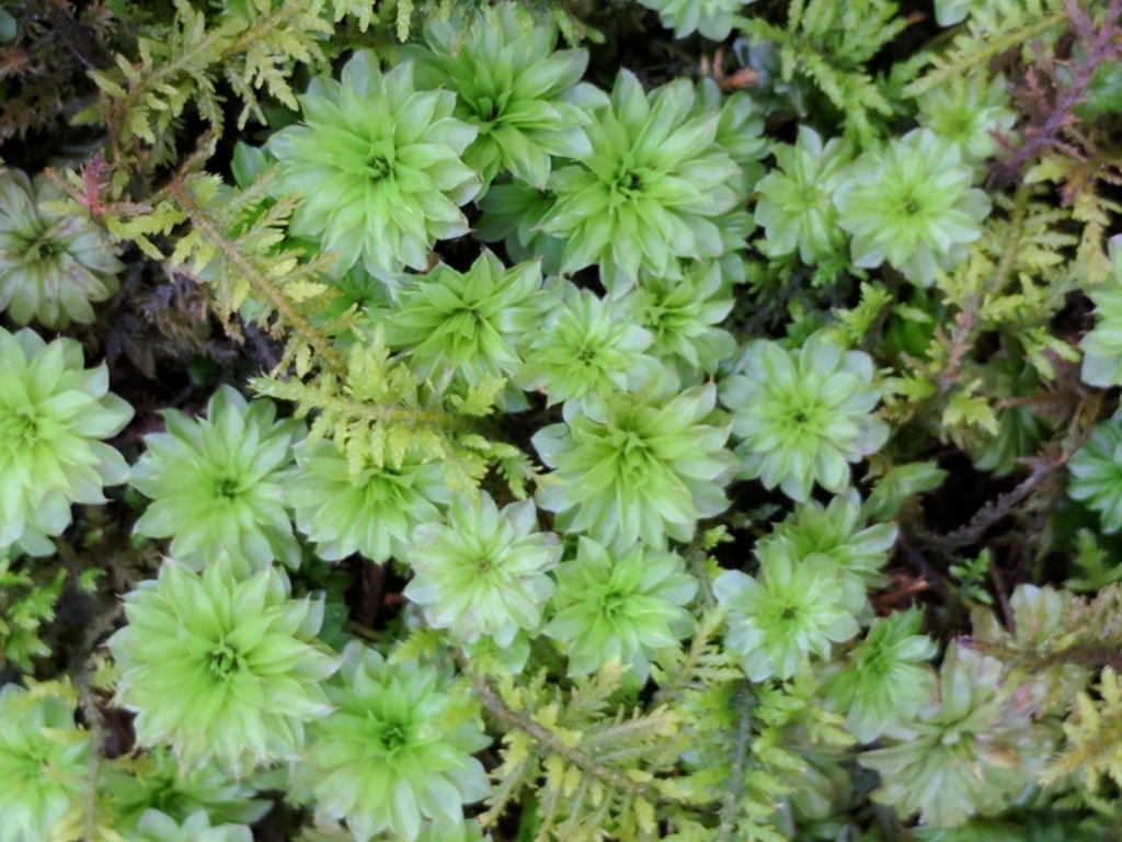 Rhodobryum