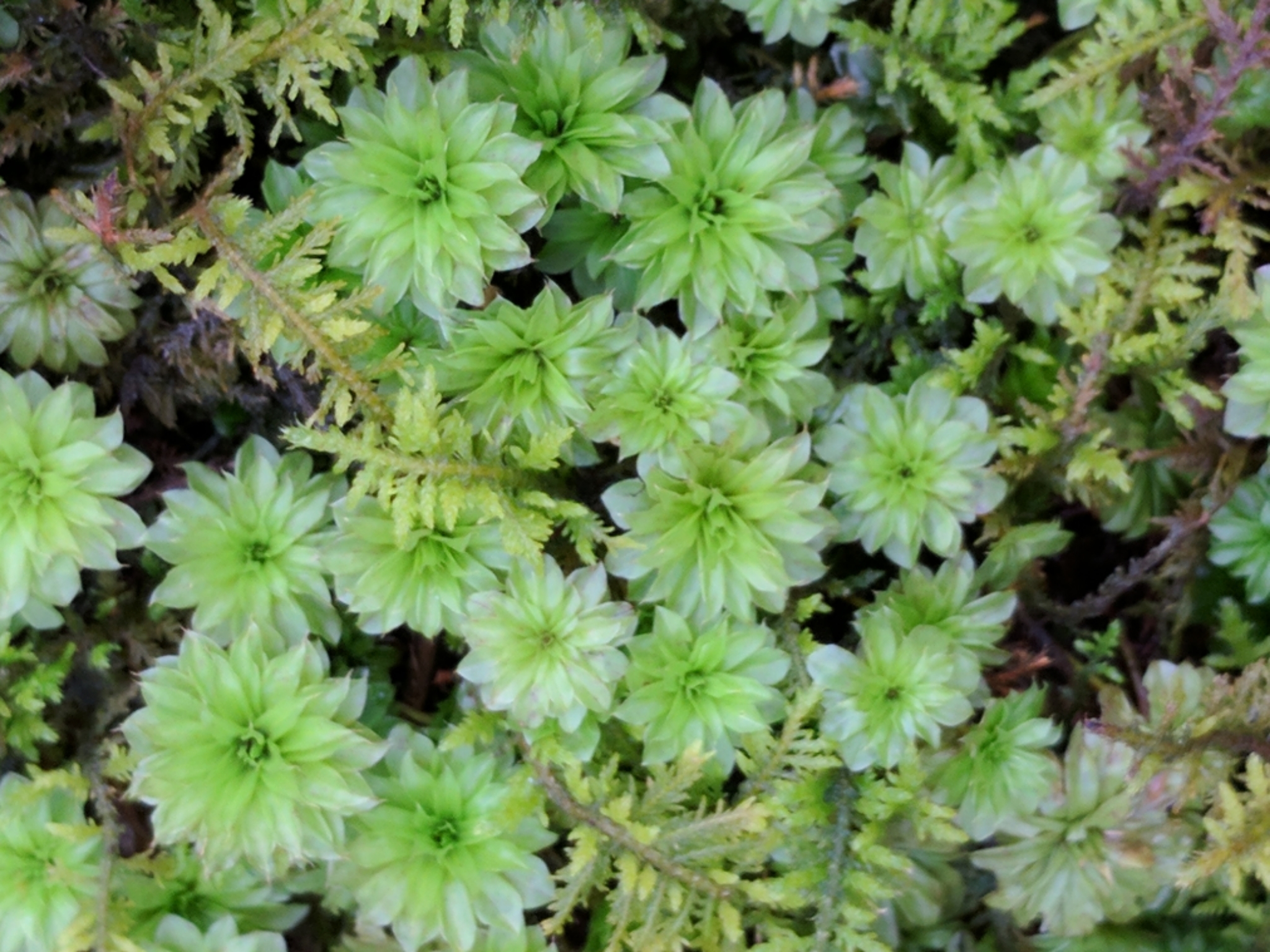 Rhodobryum