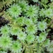 Rhodobryum - Photo (c) Joshua Doby, some rights reserved (CC BY-NC), uploaded by Joshua Doby