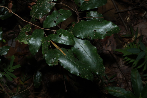 Dissiliaria baloghioides, photograph 1
