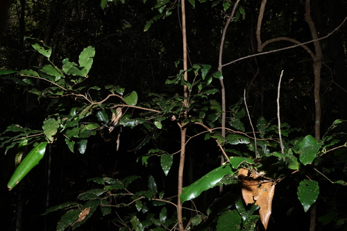 Dissiliaria baloghioides, photograph 2