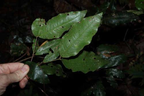 Dissiliaria baloghioides