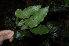 Dissiliaria baloghioides