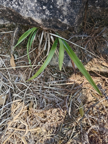 cerulean flax-lily
