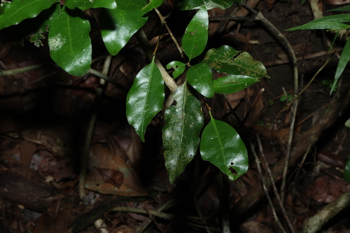 actephila (Actephila mooreana)