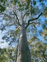 Eucalyptus deanei