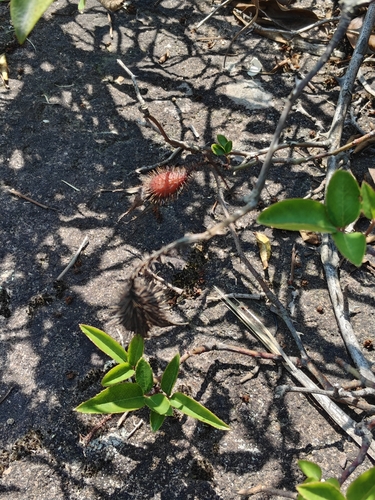 Three-leaved Rose