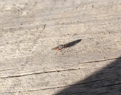 Lispocephala brachialis