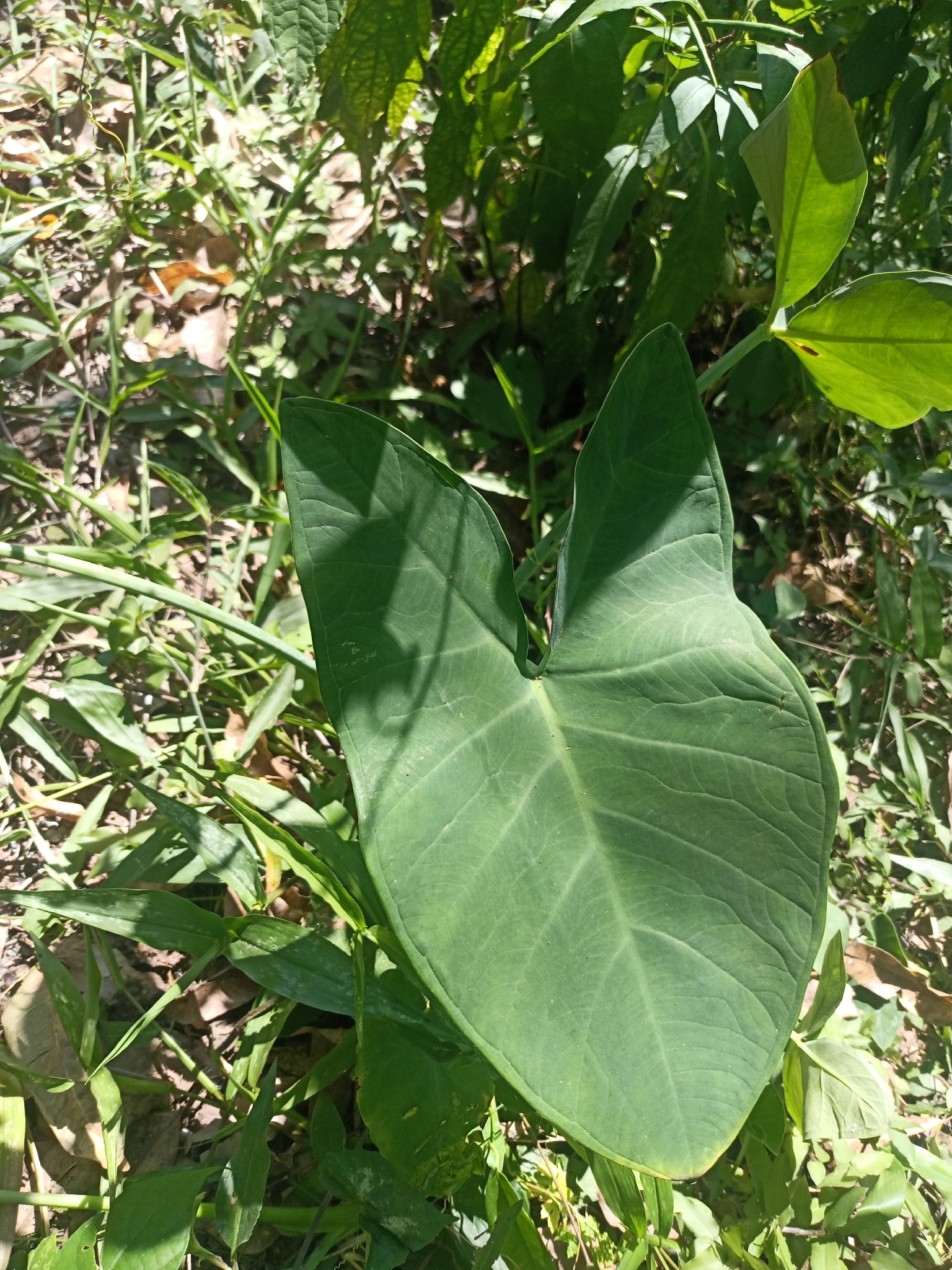 Arrowleaf Elephant's Ear (Xanthosoma sagittifolium)