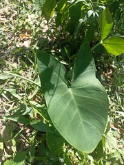 Macabo (Xanthosoma sagittifolium)