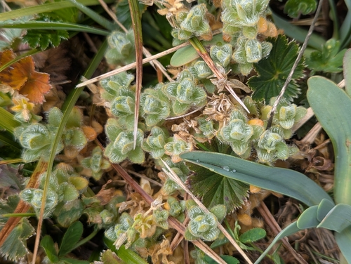 Cerastium imbricatum (Cerastium imbricatum)