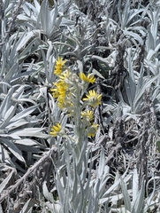 Senecio niveoaureus, photograph (c) Sebastián Ordóñez, some rights reserved (CC BY)