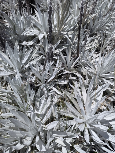 Senecio niveoaureus, photograph 4