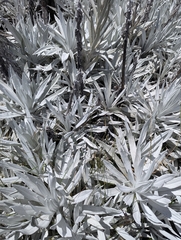 Senecio niveoaureus, photograph (c) Sebastián Ordóñez, some rights reserved (CC BY)