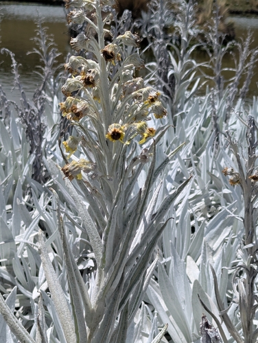 Senecio niveoaureus, photograph 5