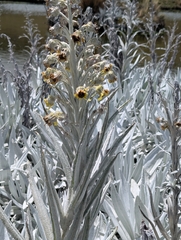 Senecio niveoaureus, photograph (c) Sebastián Ordóñez, some rights reserved (CC BY)