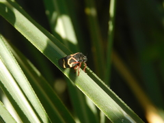 Deois flexuosa