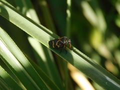 Deois flexuosa
