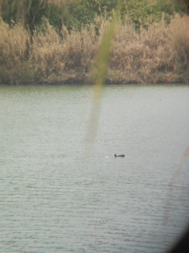 Common Coot