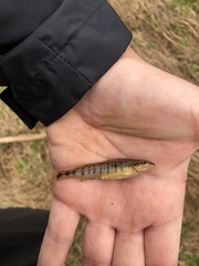 Percina nigrofasciata