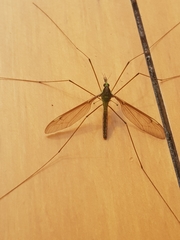 Leptotarsus albistigma