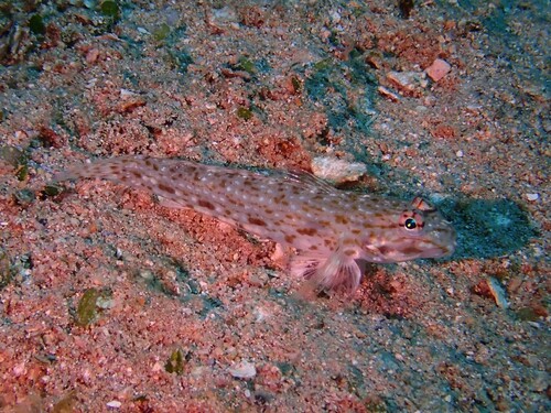 Brown-barred sandgoby (Istigobius rigilius) — Gobiidae — 5