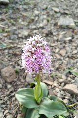 Neotinea conica