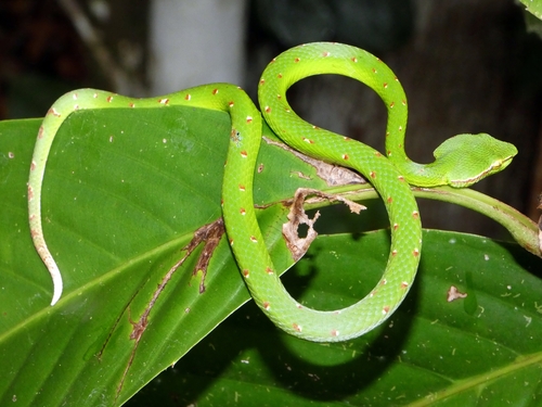 Bornean Keeled Pit Viper