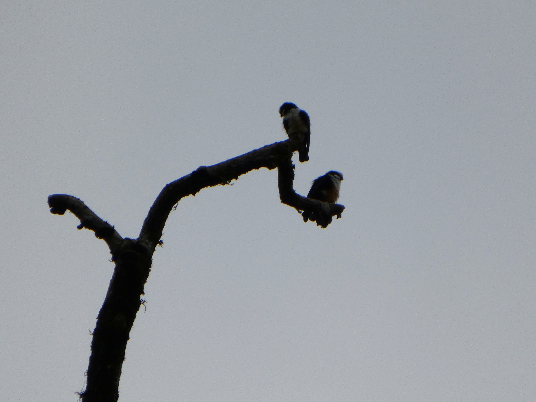 White-fronted Falconet (Microhierax latifrons), photo 2