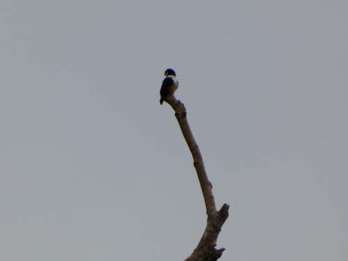 White-fronted Falconet (Microhierax latifrons)
