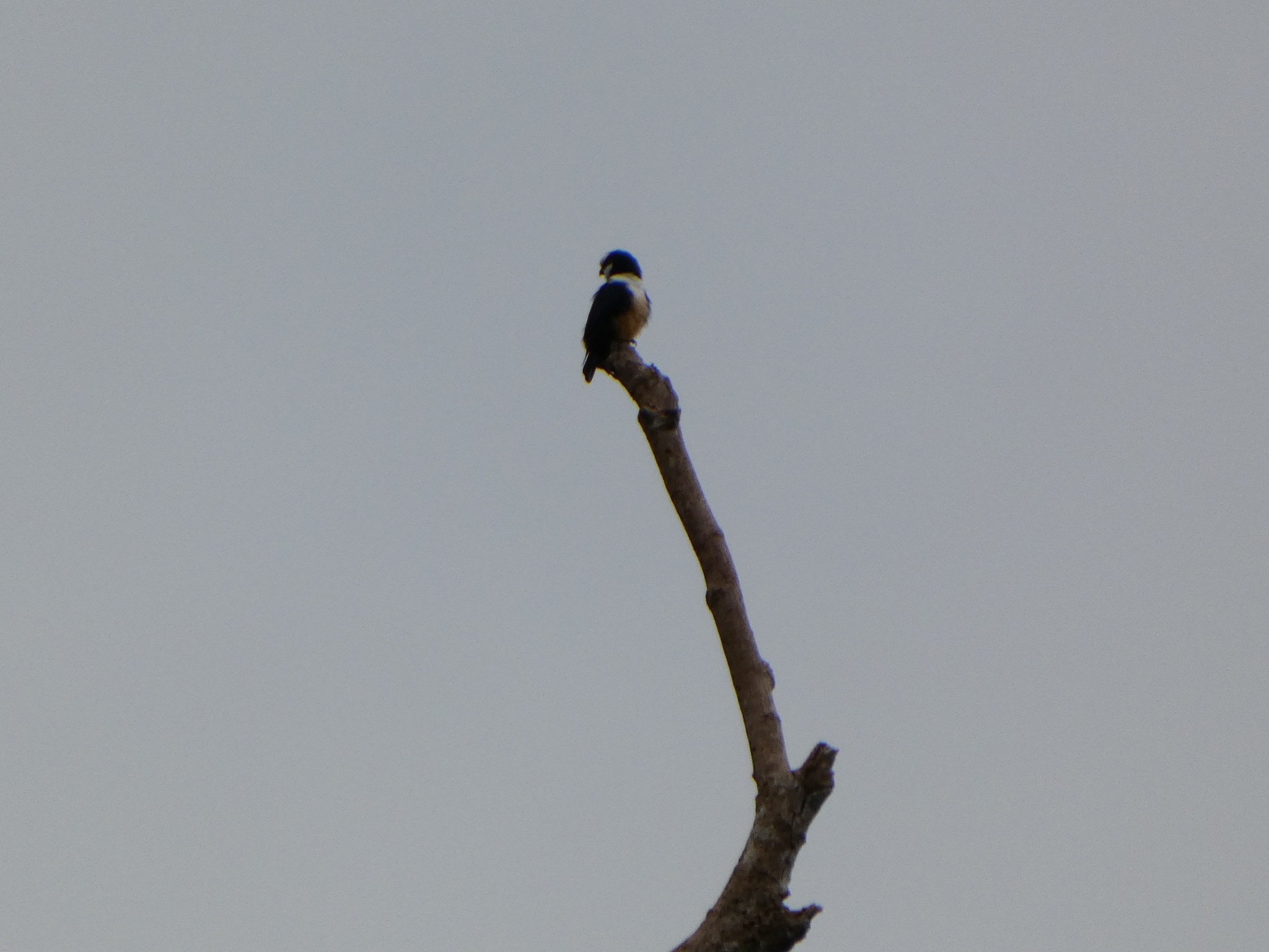 White-fronted Falconet (Microhierax latifrons), photo 1