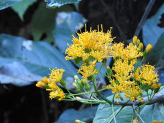 Sinclairia glabra